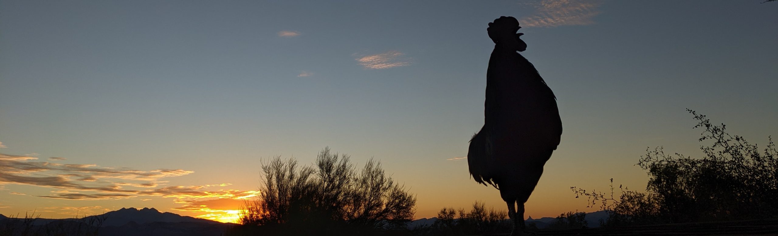 The image shows a silhouette of a rooster standing amidst desert vegetation during a sunrise. The sky is mostly clear with a few scattered clouds glowing in orange and yellow hues near the horizon. Mountain ridges are visible in the background, and the scene conveys a tranquil early morning in a natural, rural setting.