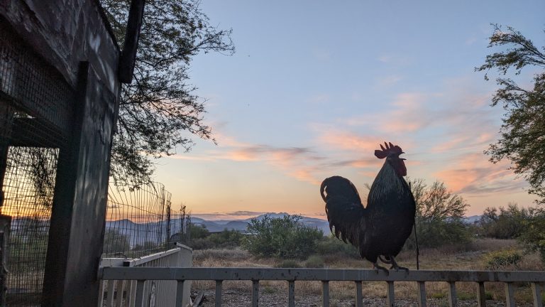 A silhouette of a rooster perched on a fence is seen against a backdrop of a colorful sunrise or sunset sky. The scene includes scattered clouds tinted with orange and pink hues. Trees and bushes occupy the background, with a wire fence to the left. The landscape appears open and natural, with distant mountains visible in the background.