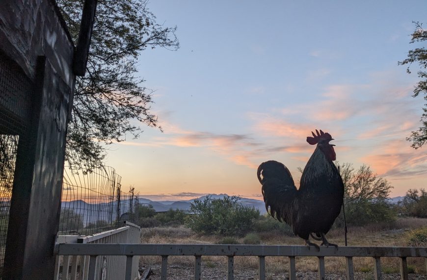 A silhouette of a rooster perched on a fence is seen against a backdrop of a colorful sunrise or sunset sky. The scene includes scattered clouds tinted with orange and pink hues. Trees and bushes occupy the background, with a wire fence to the left. The landscape appears open and natural, with distant mountains visible in the background.