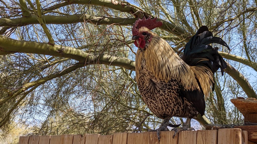 The image shows a rooster perched on a wooden fence. The rooster has distinctive coloring with a bright red comb and wattles, tan and black speckled feathers on its body, and glossy black tail feathers. He stands proudly against a backdrop of tree branches and a blue sky. The setting appears to be in a rural or backyard environment, with the bare branches of trees visible behind the rooster, suggesting it might be early spring or late winter.
