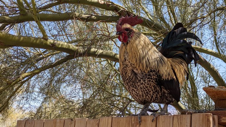 The image shows a rooster perched on a wooden fence. The rooster has distinctive coloring with a bright red comb and wattles, tan and black speckled feathers on its body, and glossy black tail feathers. It stands proudly against a backdrop of tree branches and a blue sky. The setting appears to be in a rural or backyard environment, with the bare branches of trees visible behind the rooster, suggesting it might be early spring or late winter.