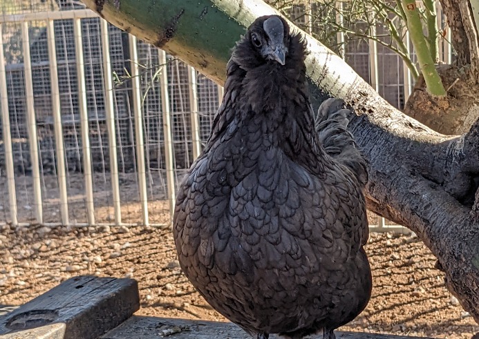 A dark-colored hen, Fulcrum, sits perched near a thick tree branch. The background includes a section of wire fence and dirt ground.