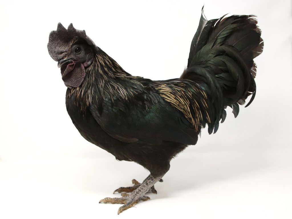 The image shows a black rooster with a rich, iridescent plumage, standing against a plain white background. The rooster has a prominent comb and wattle, and its feathers display subtle green and purple hues. Its stance is alert and upright.