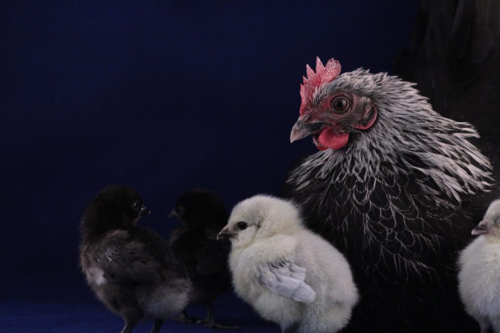 A hen with a black and white feather pattern is surrounded by several chicks on a dark blue background. The chicks are different colors: some are black, and one is light-colored, possibly white. The hen is looking towards the chicks, creating a warm and protective scene.