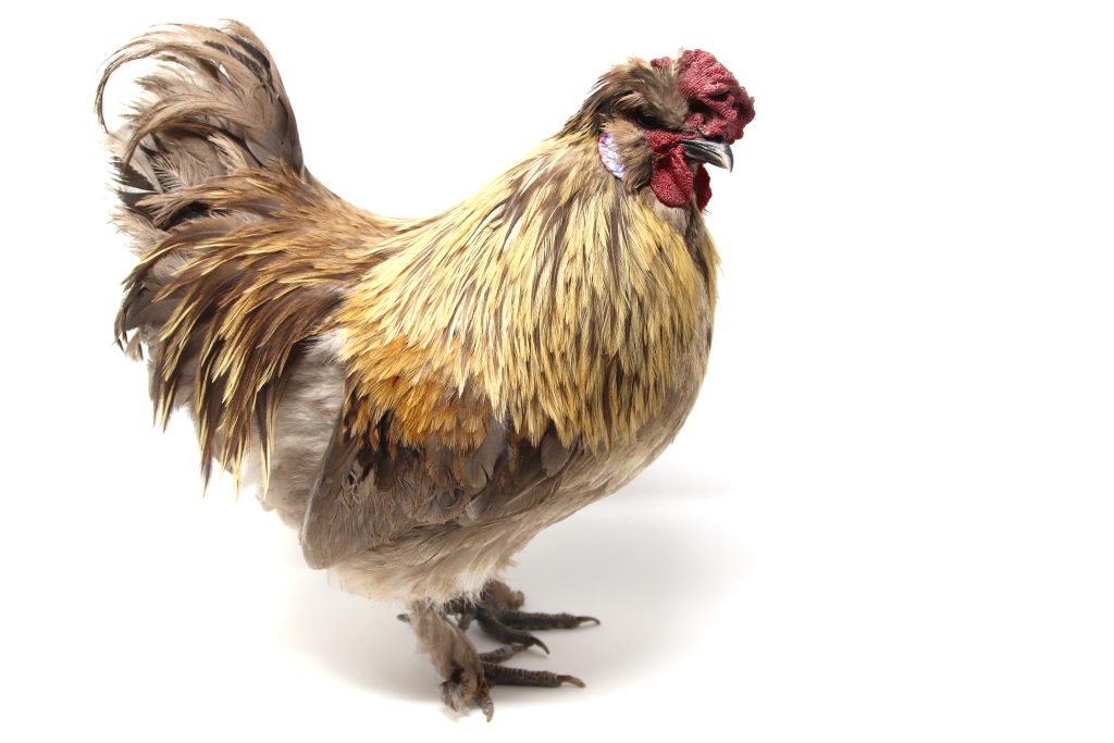 The image shows Admiral Silkbar, a rooster with a mix of brown, gold, and cream feathers. It has a prominent red comb and wattle. The rooster is standing against a plain white background, highlighting its detailed plumage and features.