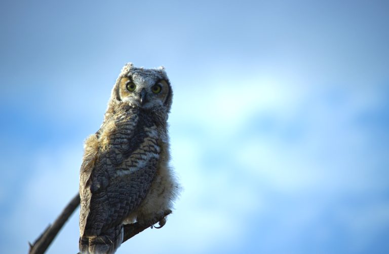A baby owl