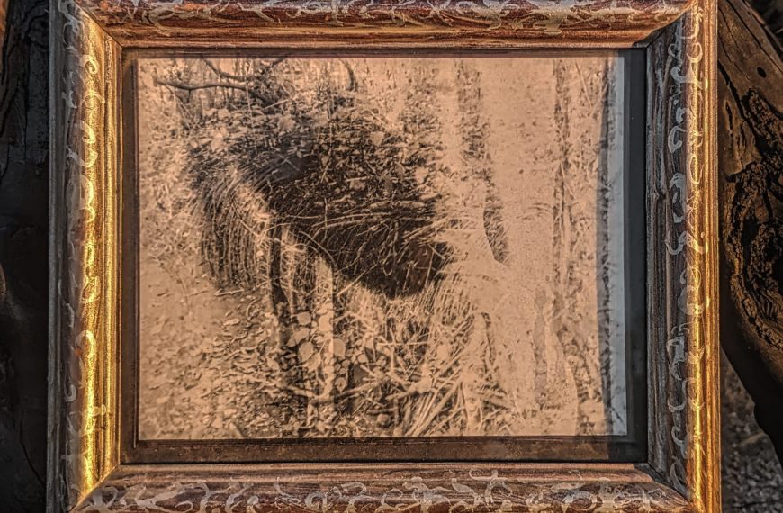This image shows an ornate golden picture frame hanging on a rustic wooden structure, possibly a tree branch or old wooden beam. The frame contains a sepia-toned photograph or artwork that appears to depict a porcupine in a natural setting. The background behind the frame shows a dry, autumnal landscape with bare trees and golden-hued vegetation. The lighting suggests it's either early morning or late afternoon, casting a warm glow on the scene. The contrast between the refined, gilded frame and the rough, natural surroundings creates an intriguing juxtaposition.