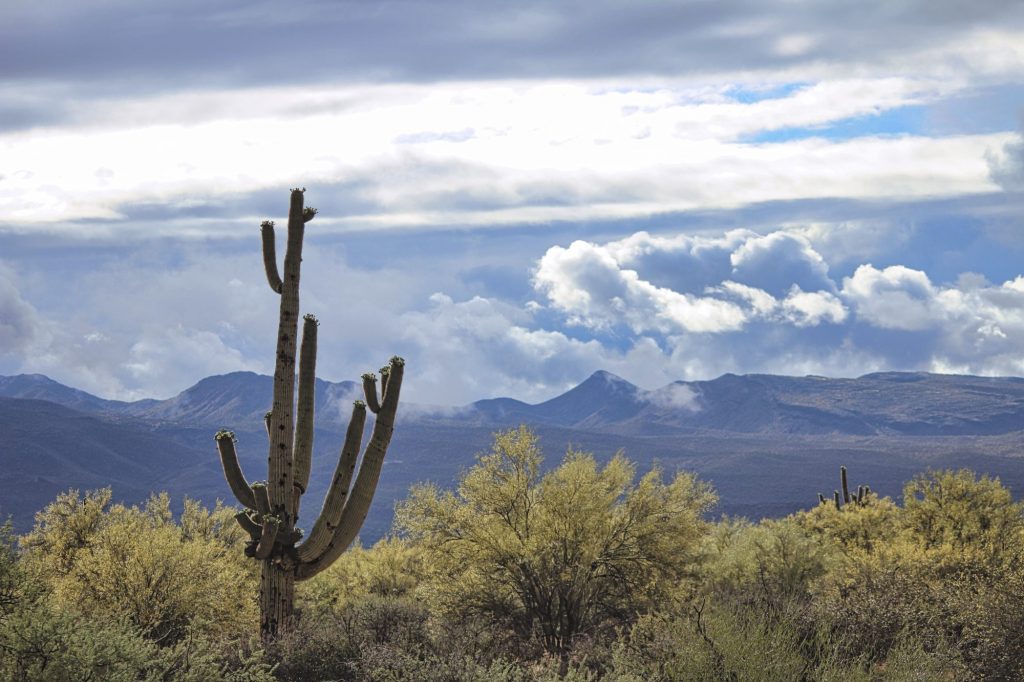 The saguaro cactus in my view