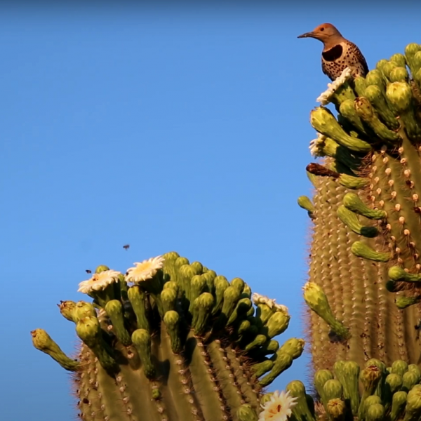 Rio Verde, AZ – Gila Woodpeckers on Saguaro blossoms