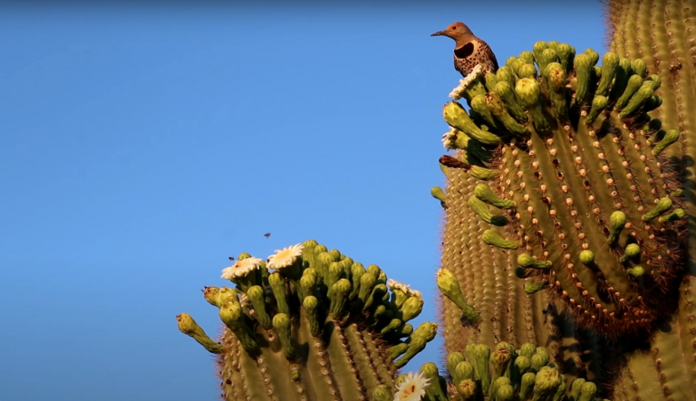 This image shows a Gila Woodpecker perched on top of a blooming Saguaro cactus against a clear blue sky. The large saguaro cactus is in full bloom with numerous white flowers and green buds clustered at the tops of its arms. The woodpecker, identifiable by its barred black and white plumage and slightly curved beak, sits prominently on one of the flowering crowns. The scene captures a classic example of Sonoran Desert wildlife, where these woodpeckers commonly nest in saguaro cacti and feed on their fruit and nectar. The bright desert lighting and deep blue sky create a striking contrast with the cactus and bird.