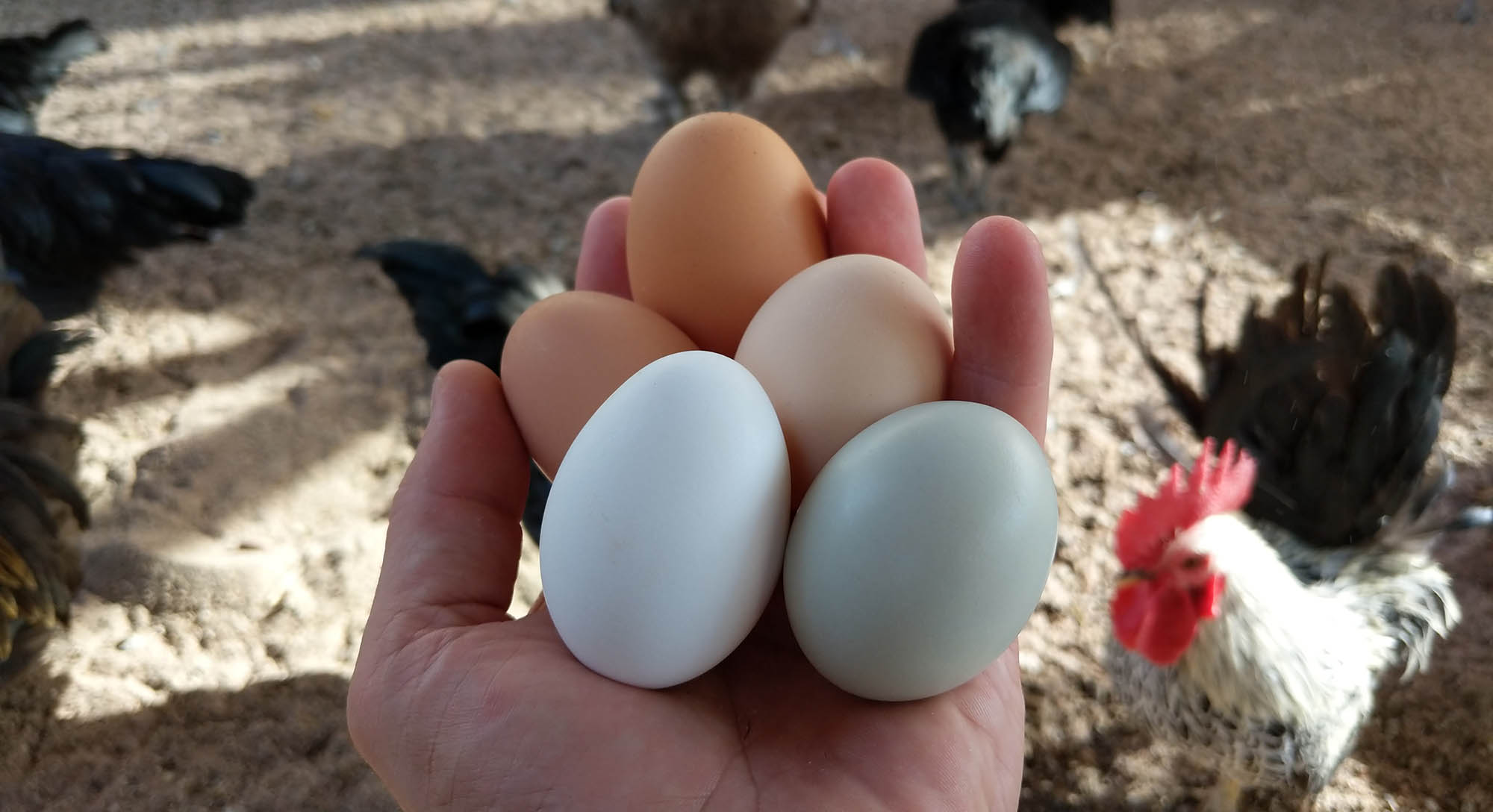 Fresh eggs