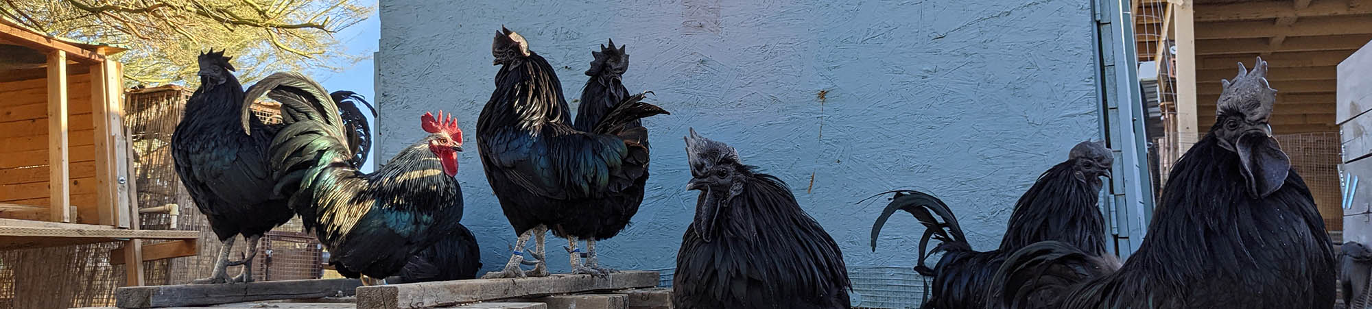 The image shows a group of Ayam Cemani chickens, known for their striking all-black appearance, including feathers, beaks, and combs. They are standing on wooden platforms and the ground in an outdoor enclosure. The background includes a blue-painted building wall, part of a wooden structure on the left, and a wire enclosure on the right. The setting appears to be a farm or backyard coop area with natural lighting suggesting daytime. One of the roosters has a red comb, distinguishing it from the rest.