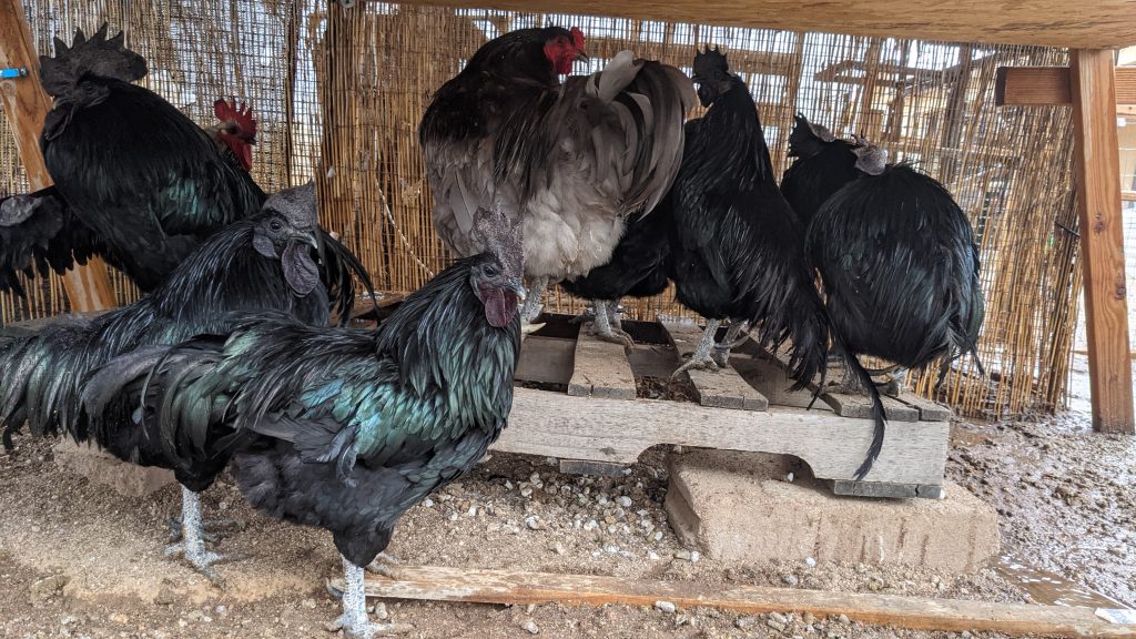Roosters trying not to get wet