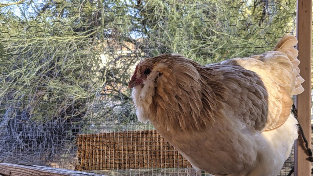 One of my ameraucana ladies