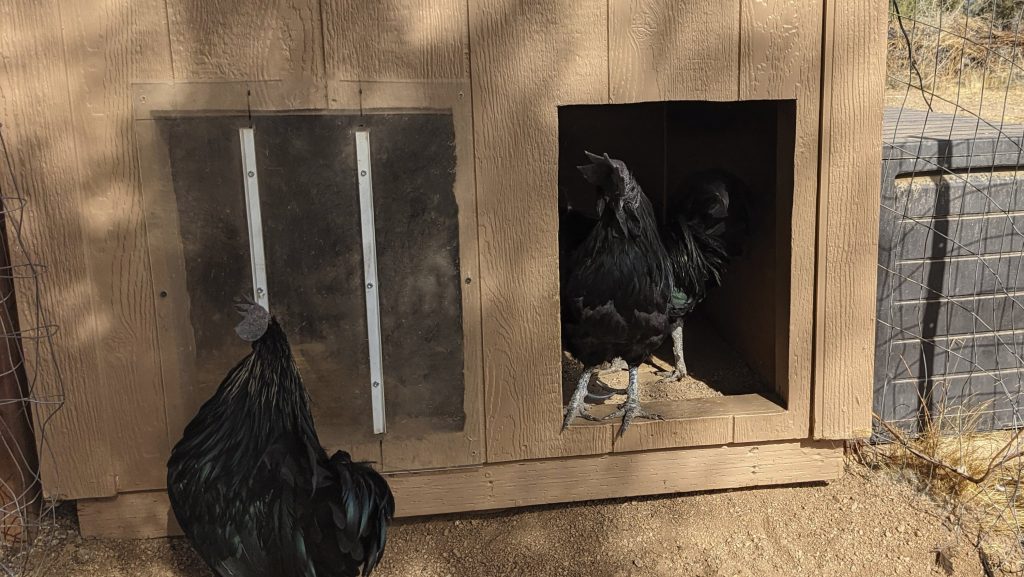 Raiding the dog house for leftover food