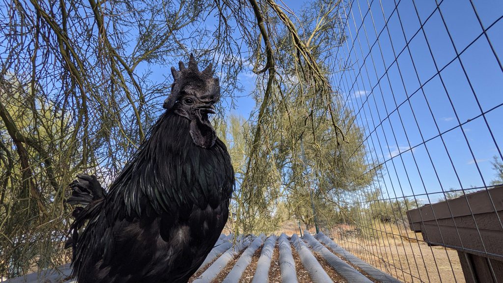 Odin getting breakfast