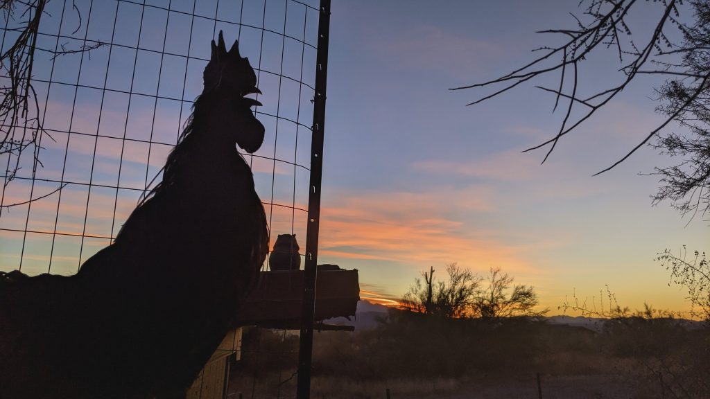 Still giving Odin extra care, and he seems to be crowing more enthusiastically.