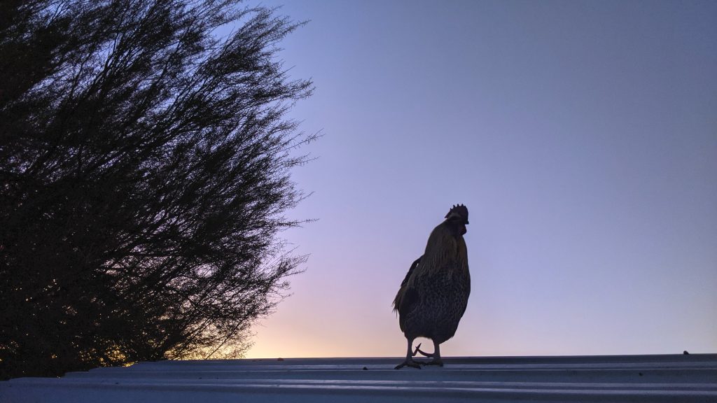 Gregor on the coop roof, as usual