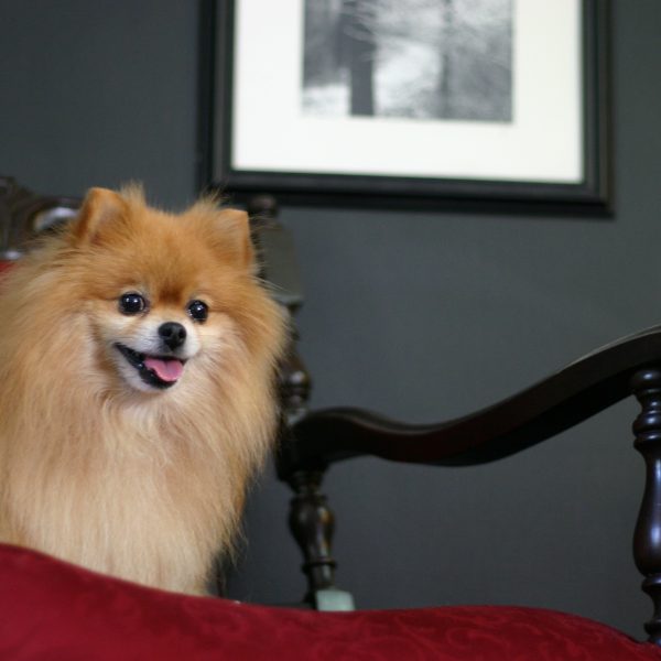 Louis the Pomeranian