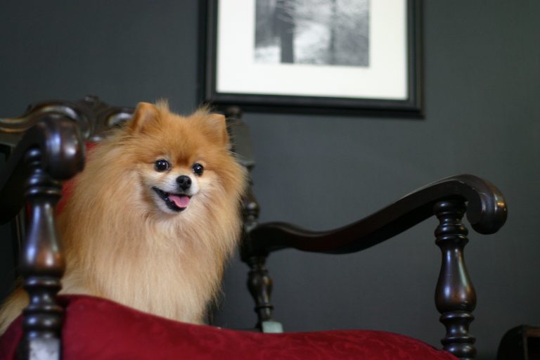 Louis the Pomeranian