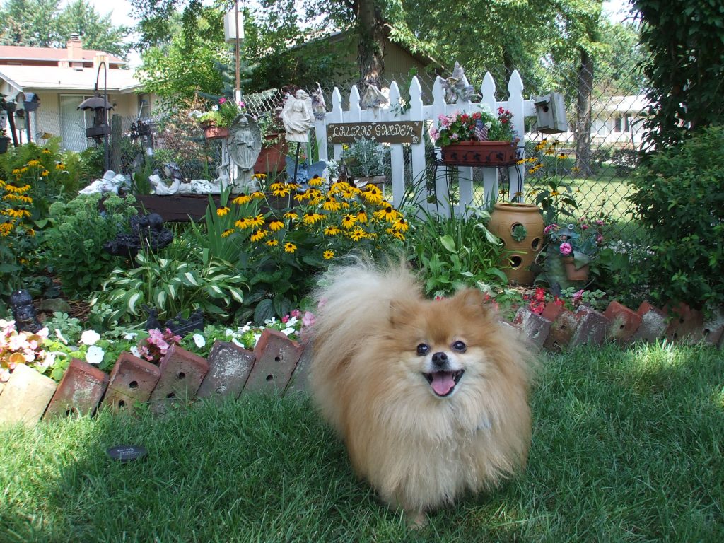 Louis in Laura's Garden