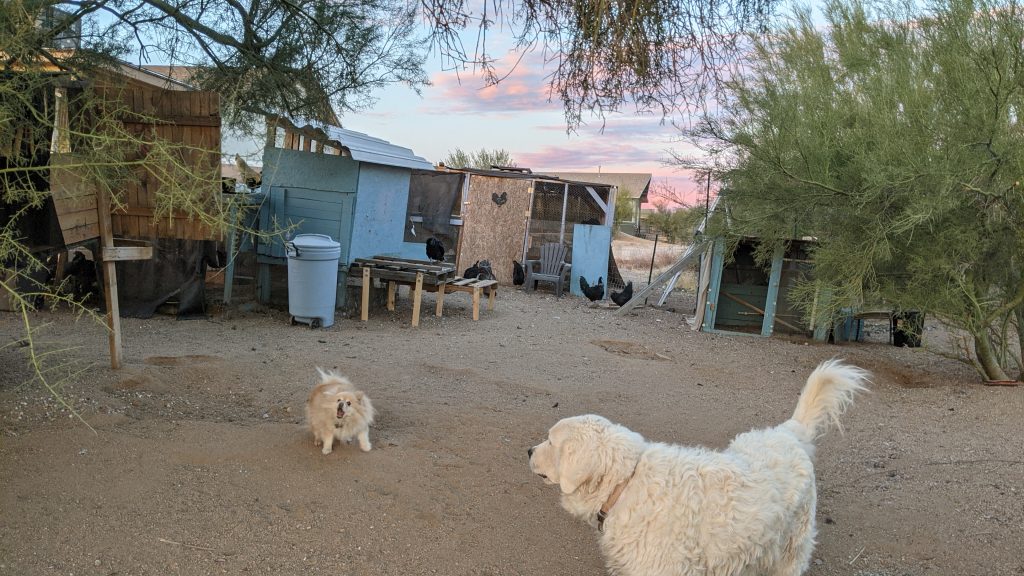 Yuki and Opal in the chicken yard