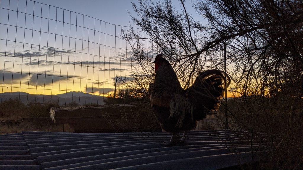 Treebeard the rooster