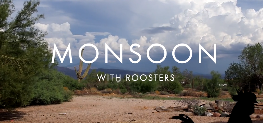 Monsoon with Roosters - Daniel Tuttle