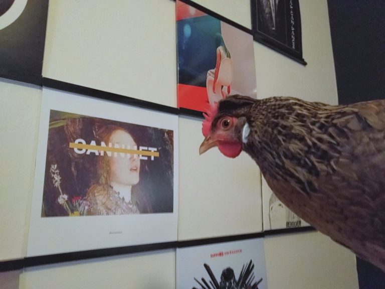 The image shows a brown hen with reddish plumage around her head and neck, positioned in front of a collection of vinyl records. The records are displayed on white shelves, and one visible album cover shows "SANNET" with what appears to be a portrait of a person with blonde hair. The hen appears to be examining or looking at the record collection, creating an amusing juxtaposition between the domestic bird and the music albums.