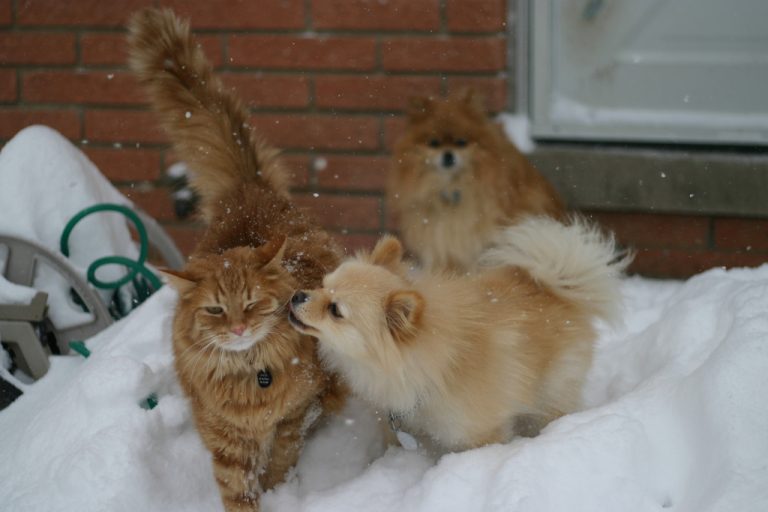 An orange tabby cat and two fluffy Pomeranians playing together in the snow near a brick wall.