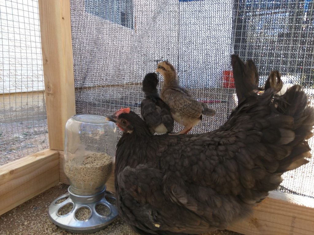Two dark-feathered hens with chicks perched on their backs inside a chicken coop, next to a gravity feeder filled with grain.