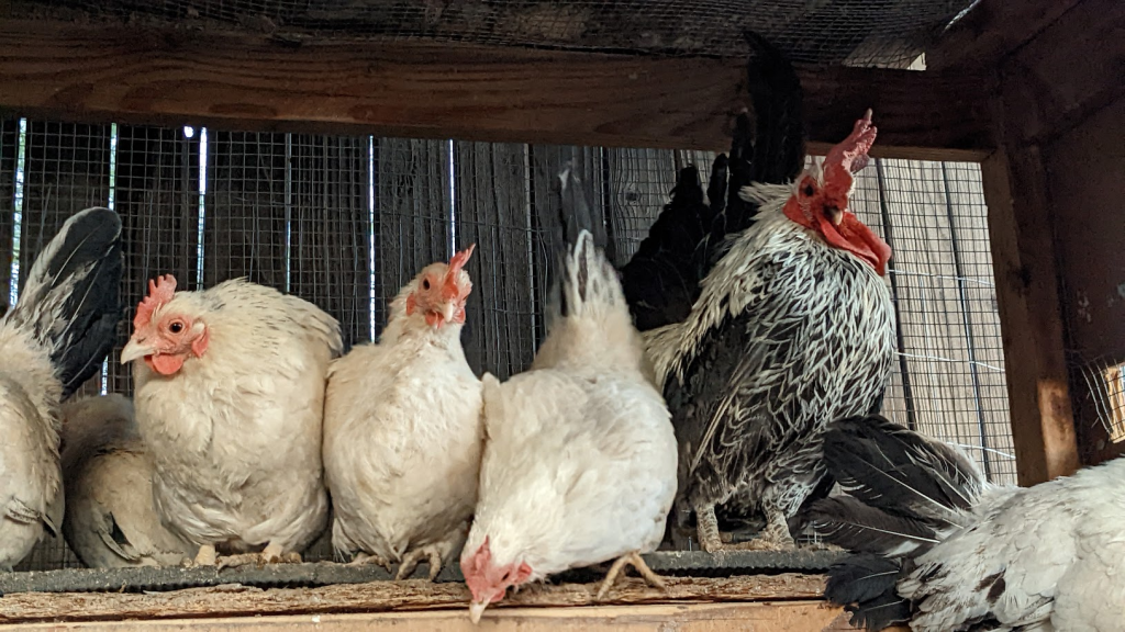 Several white hens and a silver-laced rooster roosting on a wooden perch inside a chicken coop.
