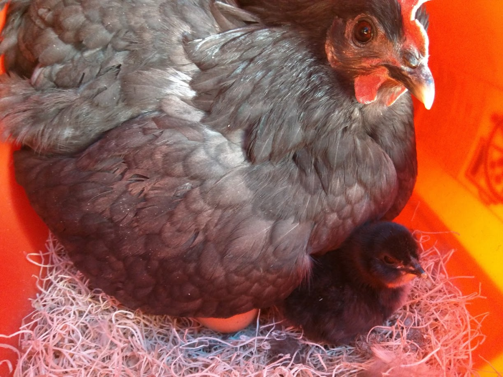 A dark grey hen sitting on a nest with a newly hatched black chick beside her.