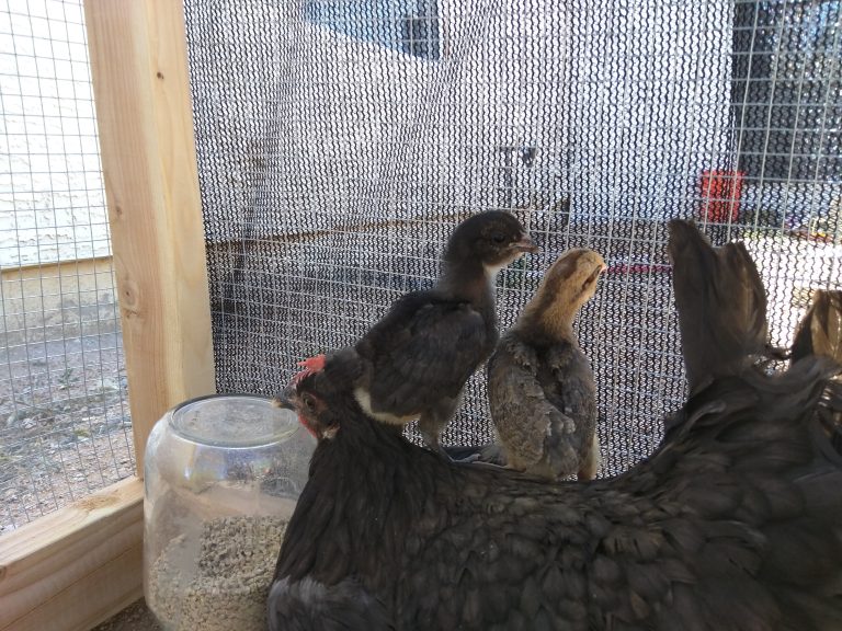 A hen with two young chicks perched on her back inside a wire chicken coop.