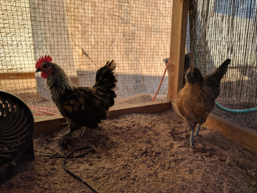 Two chickens, a rooster and a hen, standing inside a wire mesh coop on sandy ground.