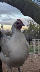 A white chicken with a red comb perched beneath a tree branch, with a rural yard and sunset sky in the background.