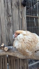 A fluffy cream-colored silkie chicken perched on a wooden branch, with wire mesh and wooden fencing visible in the