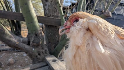 Close-up of a cream-colored chicken's head with bare red skin around the eye, beak open, set against a wooden fence and