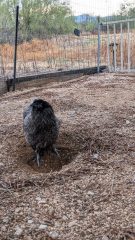 A dark fluffy chicken standing in a dust bath dip in a gravel-covered yard, with a wire fence and dry desert landscape in