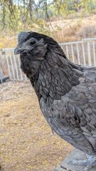 Close-up of a blue-gray chicken with dark feathers, standing near a fence with a blurred rural backdrop.
