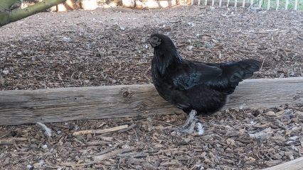 Black chicken standing on a wooden beam in a coop with mulch-covered ground.