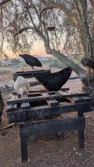 Chickens foraging on a wooden pallet structure under a tree at sunset, with mountains in the background.