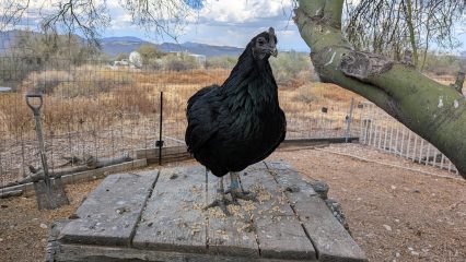 A black chicken with glossy feathers standing on a wooden table scattered with feed pellets, with a desert landscape and