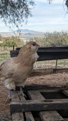 A cream-colored chicken with fluffy feathers perched on weathered wooden pallets, with a desert landscape and mountains
