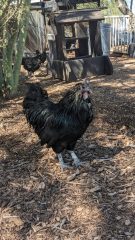 Black rooster with iridescent feathers standing on wood chips in a backyard chicken coop, with another chicken and a wooden