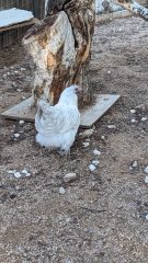 White chicken standing beside a weathered tree stump in a gravel yard.