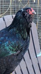 Close-up of a chicken with iridescent black-green-blue feathers and a bare red face, perched on a wooden chair in front of a