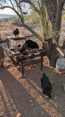 Chickens perched on a wooden pallet and bench in a rustic backyard coop, with desert hills and a wire fence visible in the