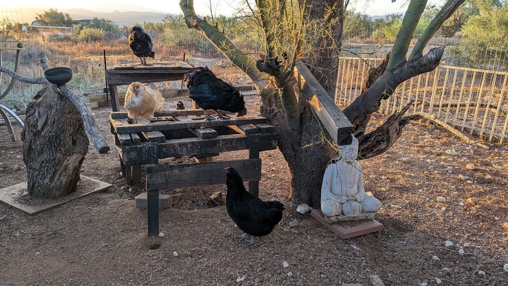 Four chickens perched on and around a wooden table in a desert backyard, with a small Buddha statue beside a tree trunk at