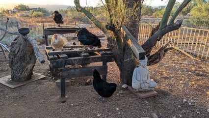 Four chickens perched on and around a wooden table in a desert backyard, with a small Buddha statue beside a tree trunk at